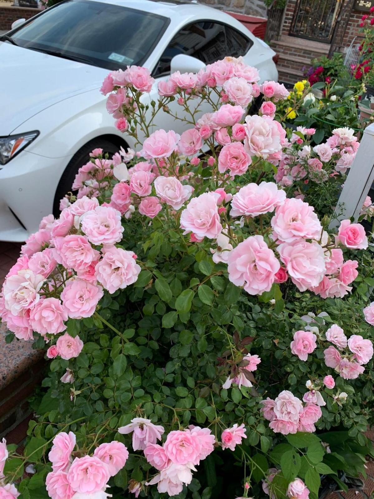 Cheerful 2 Bed Rooms Apartment In Heart Of Queens 纽约 外观 照片